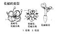 花被的类型 副本.jpg